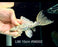 * Pleco *  Pseudacanthicus spinosus (L96 pleco) 15cm #96002 (Actual piece)