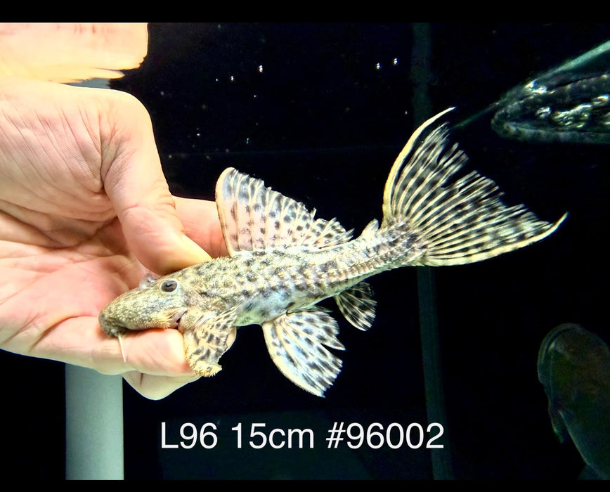 * Pleco *  Pseudacanthicus spinosus (L96 pleco) 15cm #96002 (Actual piece)