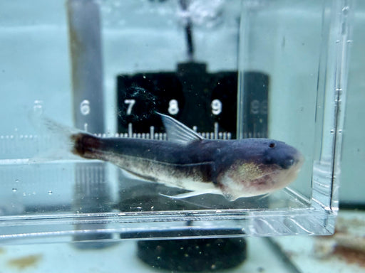 * Catfish * Cetopsis Coecutiens (Blue Whale Candiru) 5-6cm