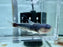 * Catfish * Cetopsis Coecutiens (Blue Whale Candiru) 5-6cm