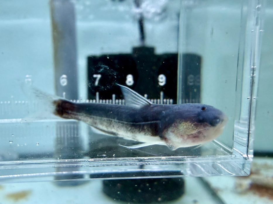 * Catfish * Cetopsis Coecutiens (Blue Whale Candiru) 5-6cm