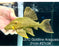 * Pleco *  Panaque armbrusteri (L27C Araguaia GOLDLINE) 21cm #27c38 (Actual piece)