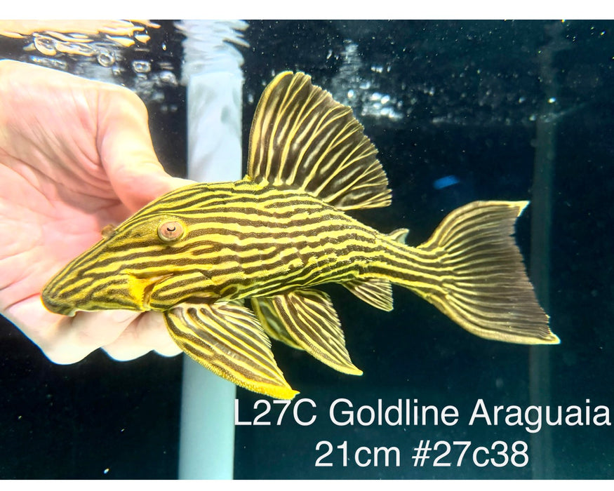 * Pleco *  Panaque armbrusteri (L27C Araguaia GOLDLINE) 21cm #27c38 (Actual piece)
