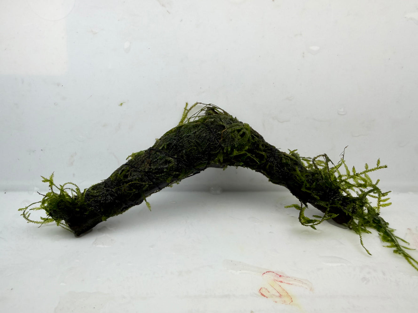 * Plants * Java Moss on Spiderwood #10