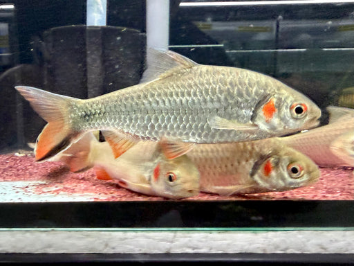 * Other Species * Systomus Rubripinnis (Red Cheek Barb)