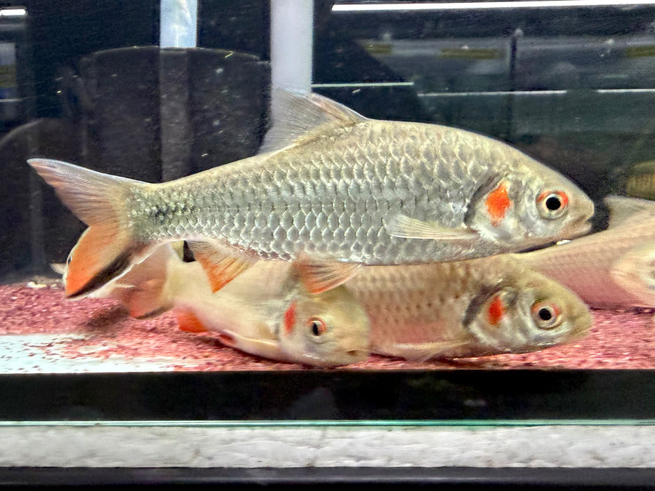 * Other Species * Systomus Rubripinnis (Red Cheek Barb)
