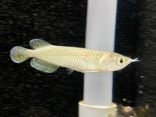 * Arowana * Scleropages jardinii (Pearl arowana) 5-6cm