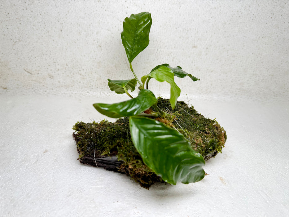 * Plants* Anubias + Moss on driftwood #03