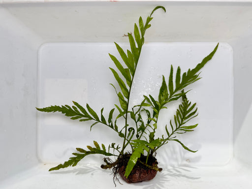 * Plants* Bolbitis On Rock #02