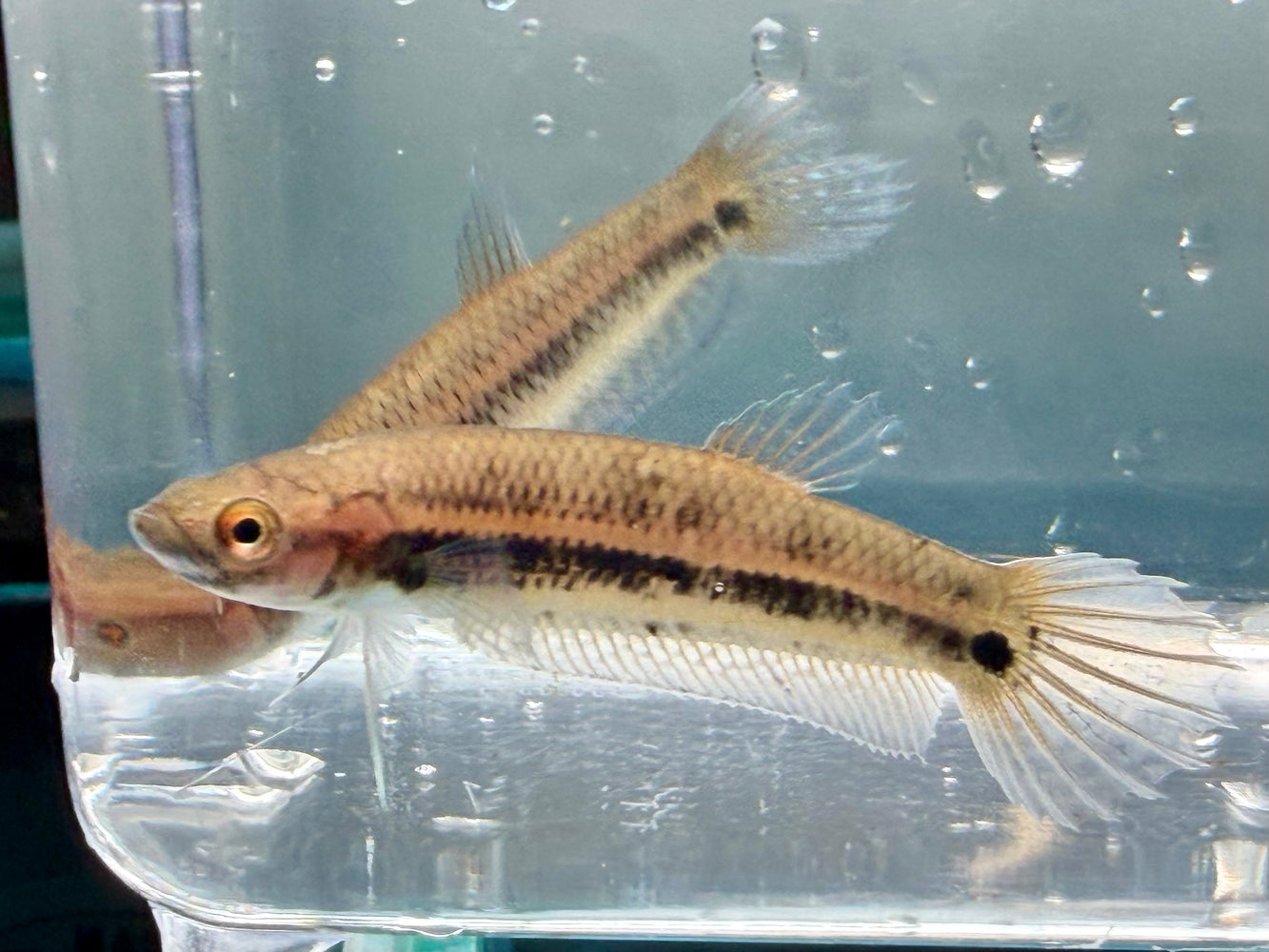 * Betta * Betta Ocellata pair