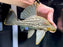 * Pleco *  Panaque nigrolineatus (L191) 24cm #19110 (Actual piece)