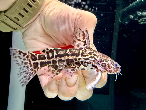 * Catfish * Liosomadoras oncinus "Jaguar Catfish" 9cm #JAG02