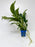 * Plants * Anubias Nana In Pot #02