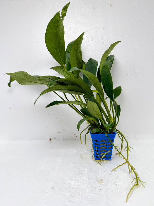 * Plants * Anubias Nana In Pot #02