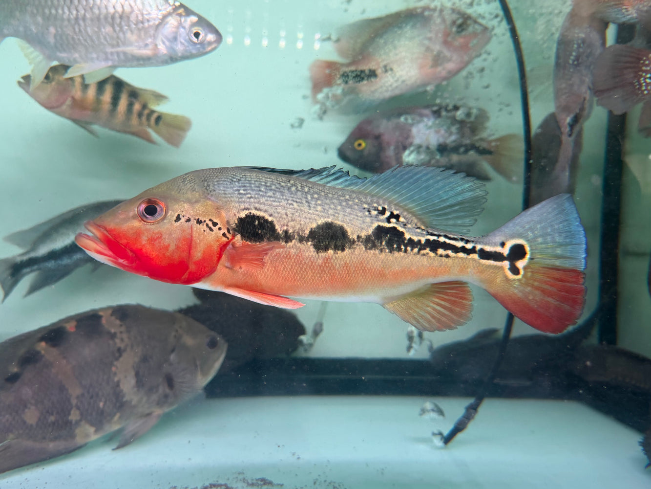 * Cichlid * Cichla mirianae FOGO peacock bass 26-28cm