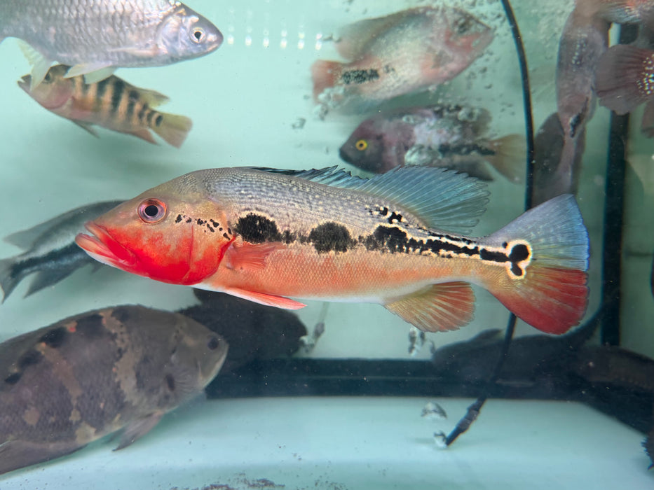 * Cichlid * Cichla mirianae FOGO peacock bass 26-28cm