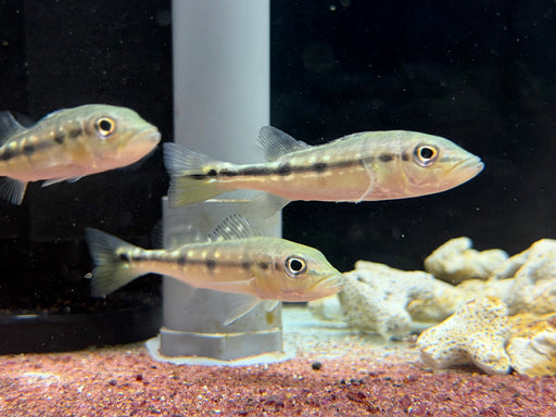 * Cichlid * Cichla Pinima (Pinima Peacock Bass) 8-10cm