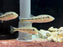 * Cichlid * Cichla Pinima (Pinima Peacock Bass) 8-10cm