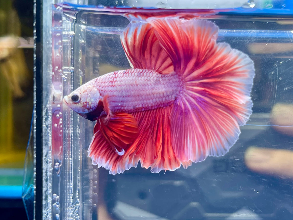 * Betta * Lavender HM #HM29 (Actual Fish) — jzxonline