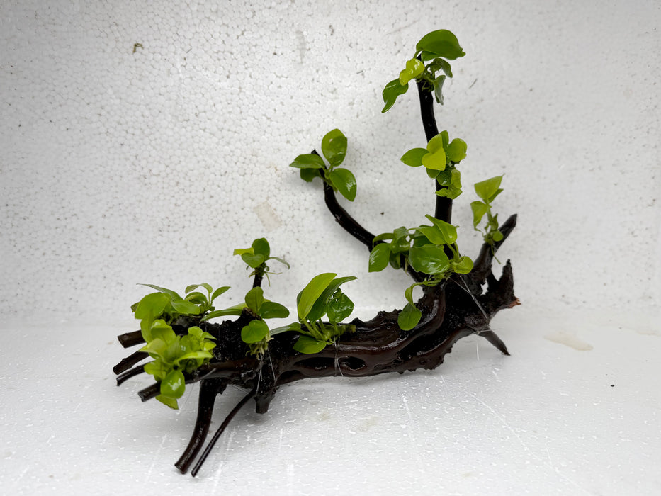 * Plants* Anubias Golden Nana Bonsai #64