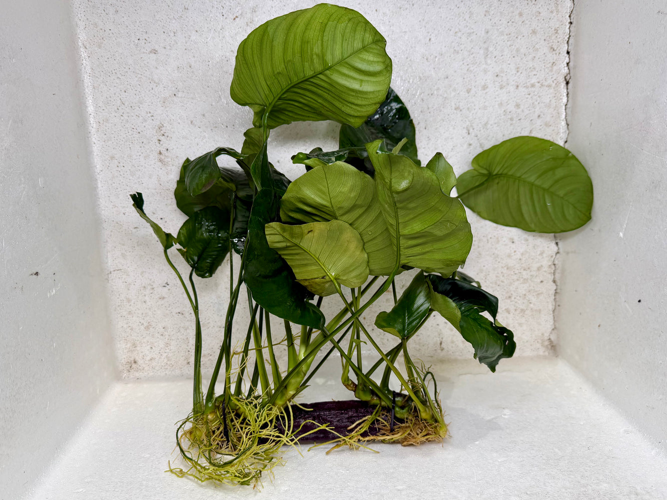 * Plants * Anubias Nana on Driftwood #142