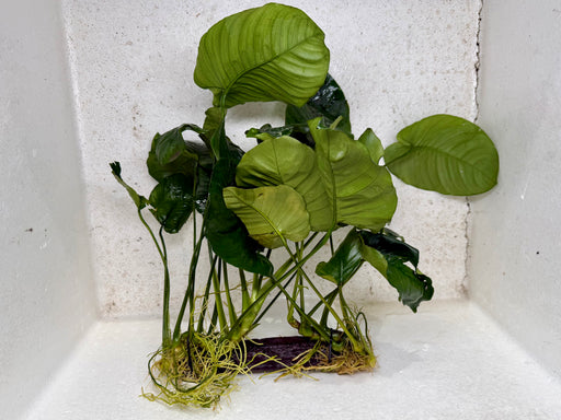 * Plants * Anubias Nana on Driftwood #142