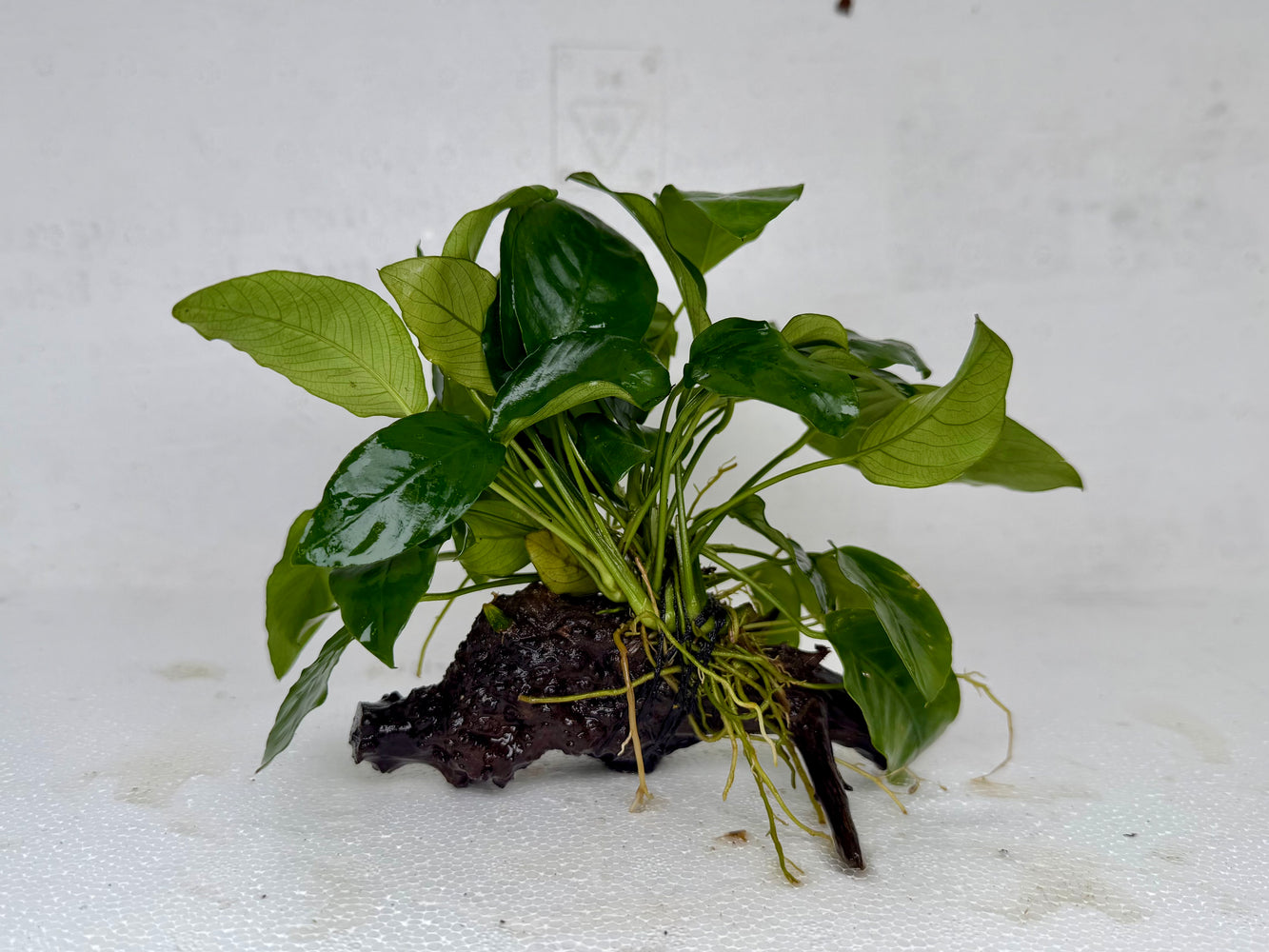 * Plants * Anubias Nana on Spiderwood #135