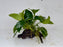 * Plants * Anubias Nana on Spiderwood #135