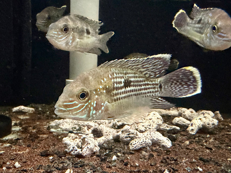 * Cichlids * Andinoacara rivulatus “Gold Seam” (Green Terror Cichlid) 7-9cm