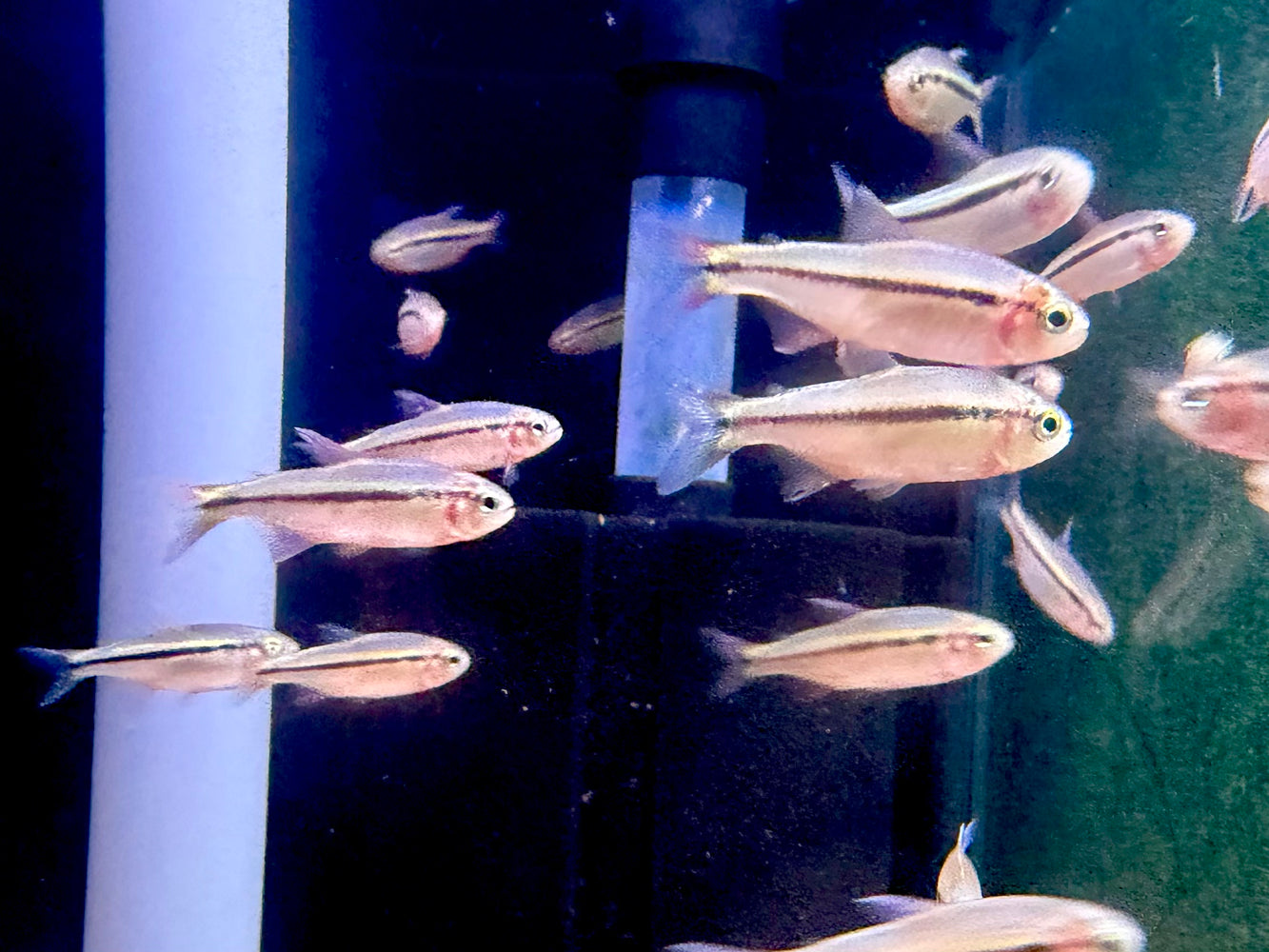 * Tetra/Barb  * Hyphessobrycon Comodoro “WILD”