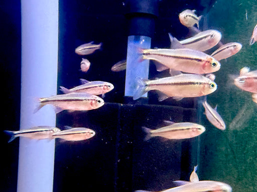* Tetra/Barb  * Hyphessobrycon Comodoro “WILD”