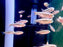 * Tetra/Barb  * Hyphessobrycon Comodoro “WILD”