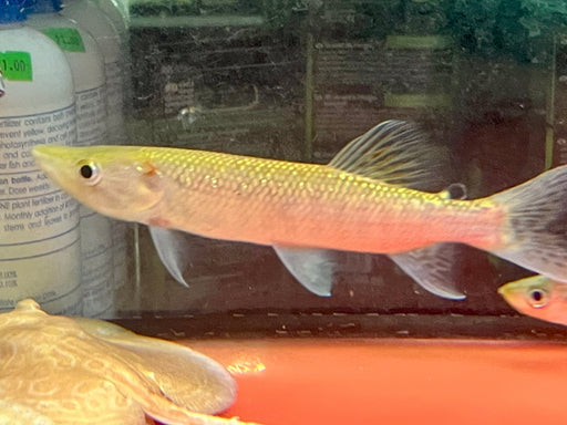 * Other Species * Hepsetus Odoe (African Pike) 20-25cm