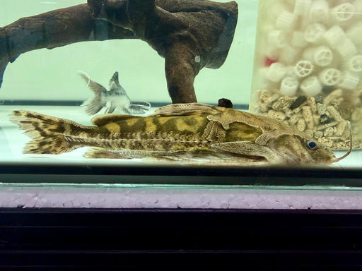 * Catfish * Franciscodoras marmoratus 18-20cm
