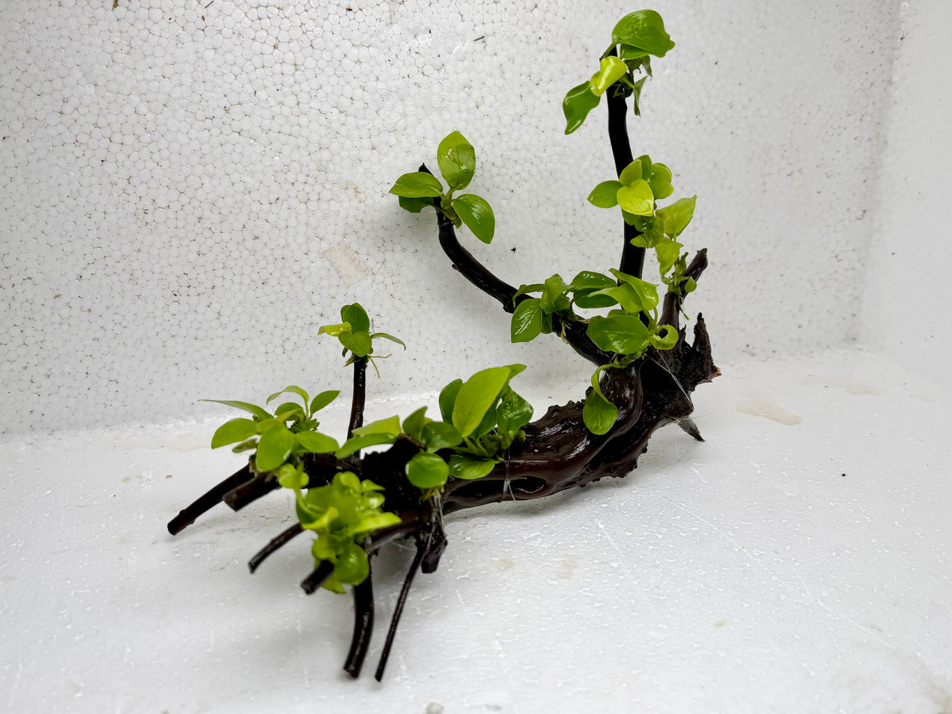 * Plants* Anubias Golden Nana Bonsai #64
