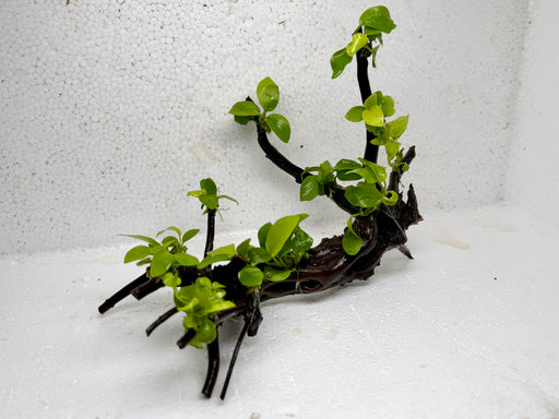 * Plants* Anubias Golden Nana Bonsai #64