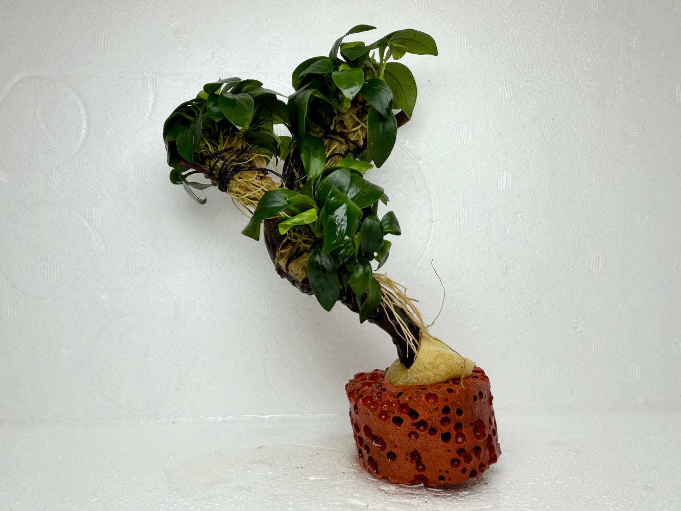 * Plants* Anubias Nana Petite Bonsai #109