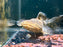 * Catfish *  Lophiosilurus Fowleri (Atas Jelly Catfish)