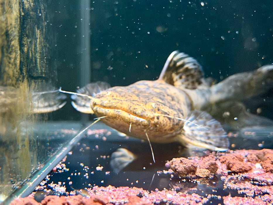 * Catfish *  Lophiosilurus Fowleri (Atas Jelly Catfish)