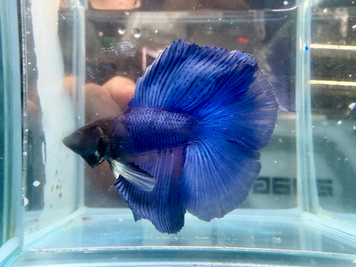 * Betta * DTHM Doubletail Halfmoon (Actual Fish) #48