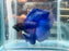 * Betta * DTHM Doubletail Halfmoon (Actual Fish) #48