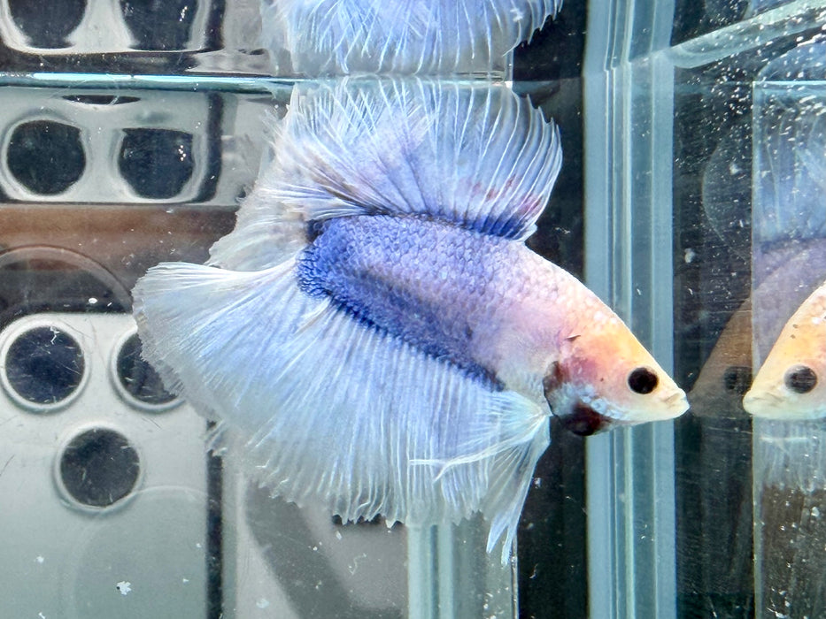 * Betta * Junior DTHM Doubletail Halfmoon (Actual Fish) #01
