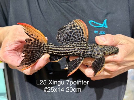 * Pleco *  Pseudacanthicus Pirarara (L25 Xingu 7 pointer) 20cm #25x14 (Actual piece)