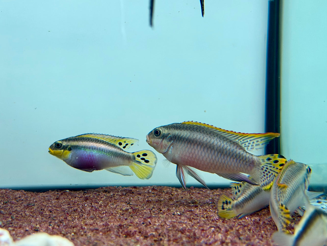 * Cichlids * Pelvicachromis taeniatus “Nigeria Red” Pair