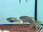 * Cichlids * Pelvicachromis taeniatus “Nigeria Red” Pair