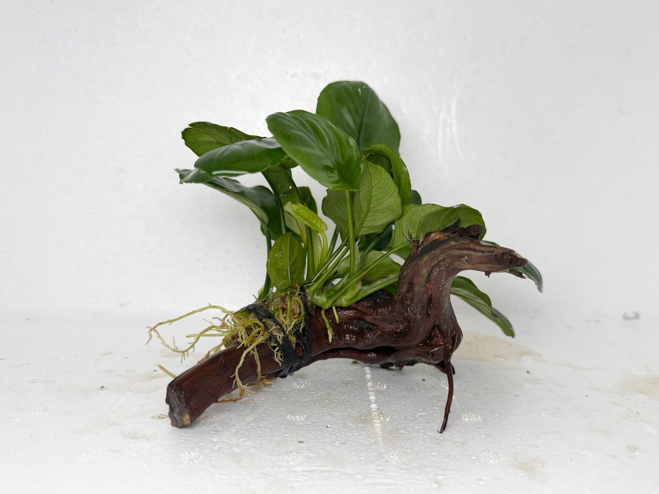 * Plants* Anubias Coin Nana on Spiderwood #94