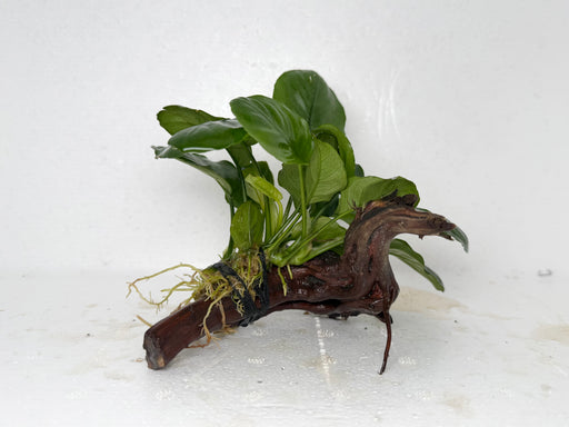 * Plants* Anubias Coin Nana on Spiderwood #94