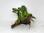 * Plants* Anubias Coin Nana on Spiderwood #94