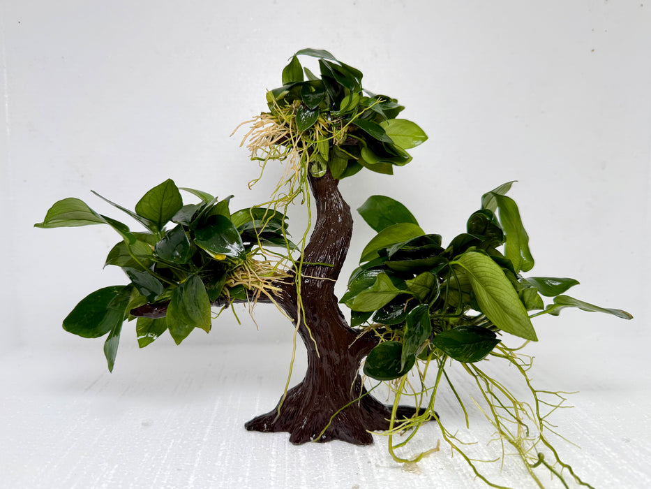 * Plants* Anubias Nana on Resin #ANR