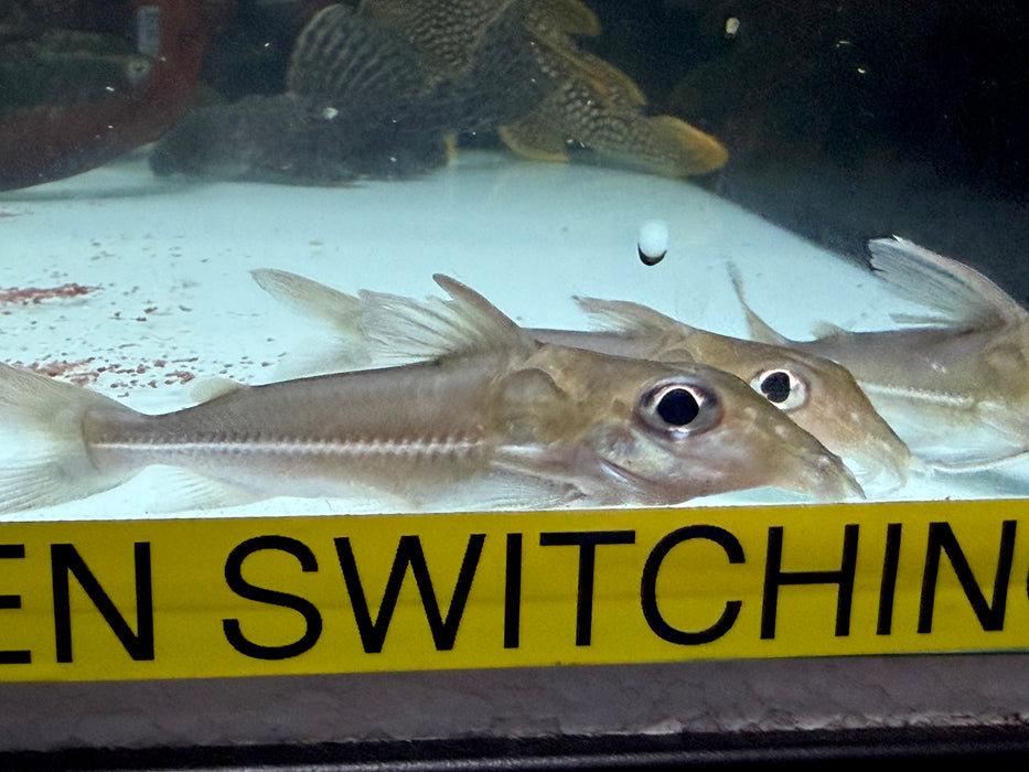 * Catfish *  Doras micropoeus “Suriname”